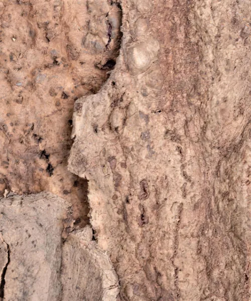 EarthHue - 1 3/16" (30mm) - Acoustic Cork Wall Panels