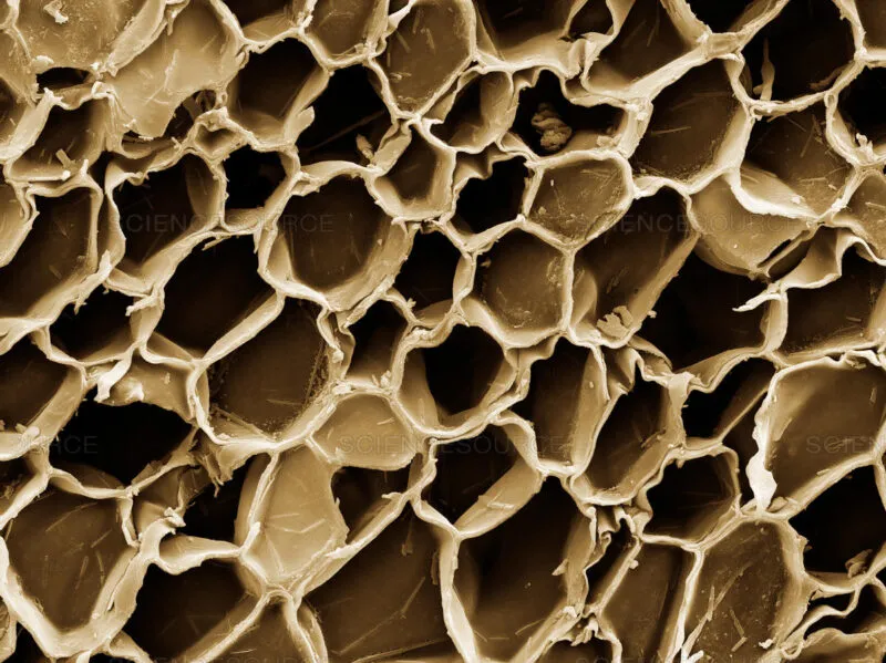 cellular structures cork