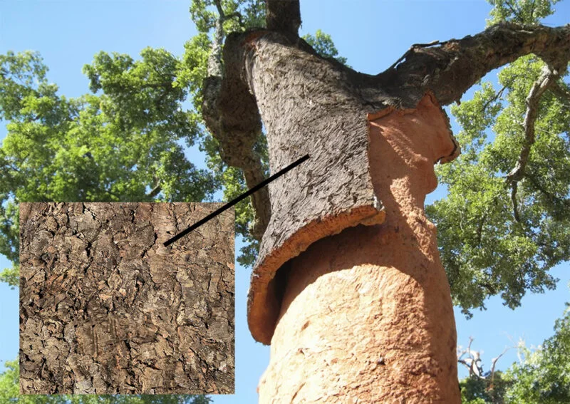 cork bark acoustic cork wall panel tree natural copy