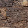 Cork bark natural cork wall panel texture.