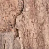 Earthy hue natural cork wall panel texture.